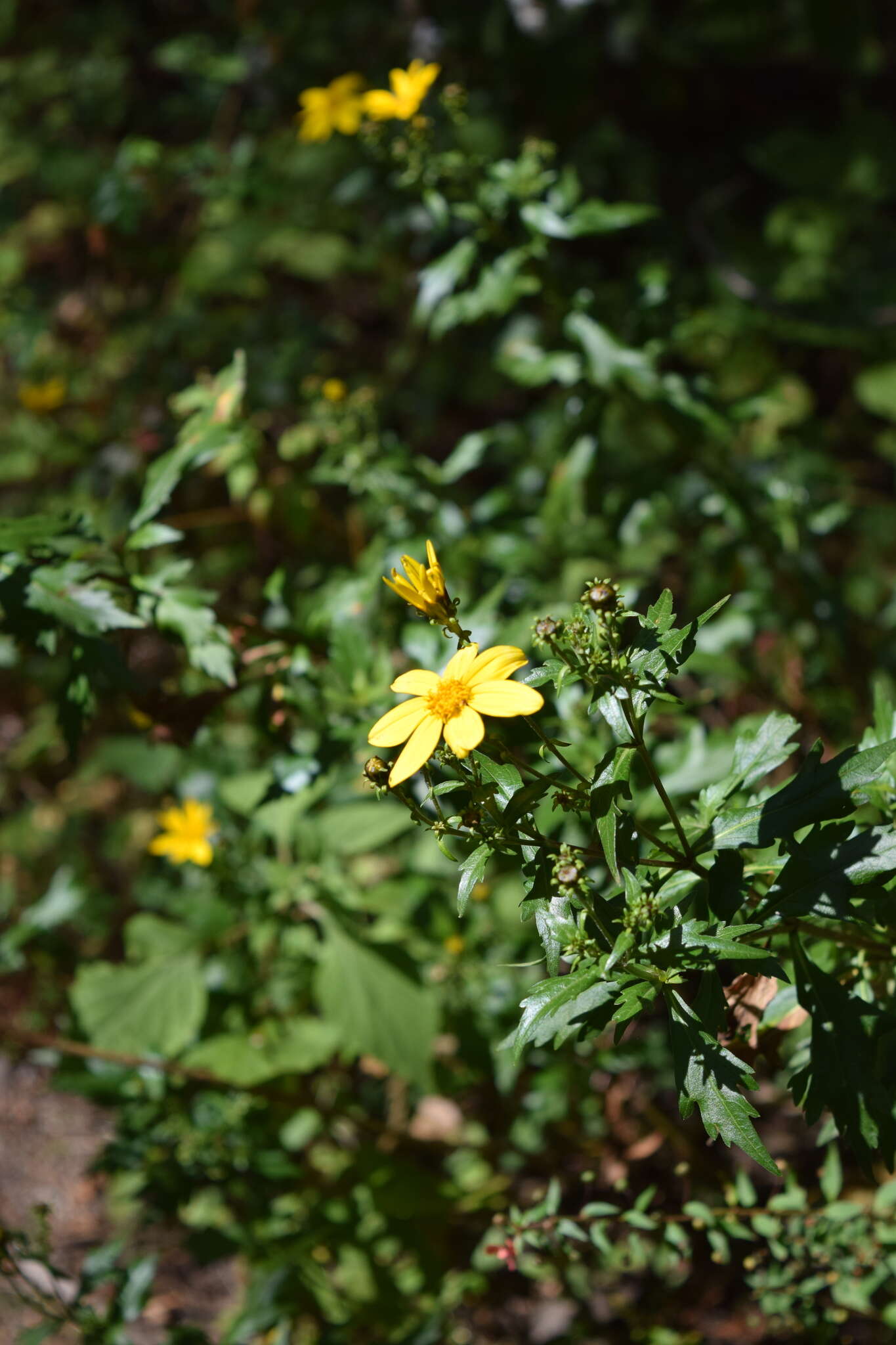 Coreopsis petrophiloides B. L. Rob. & Greenm.的圖片