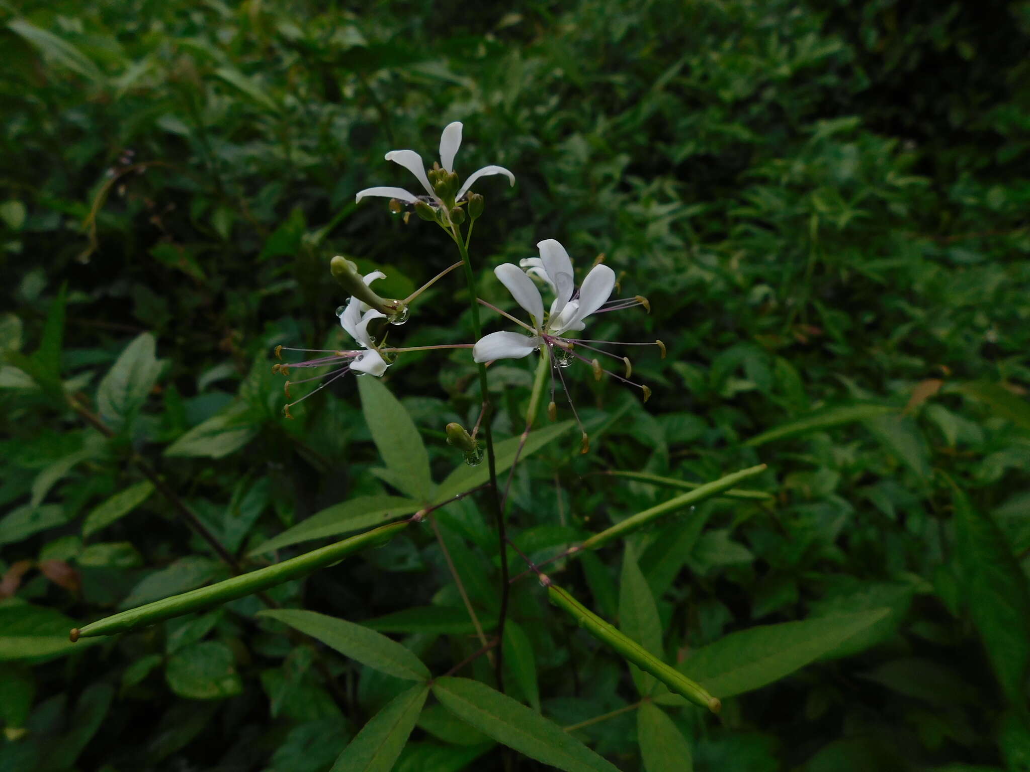 Image of toothed spiderflower