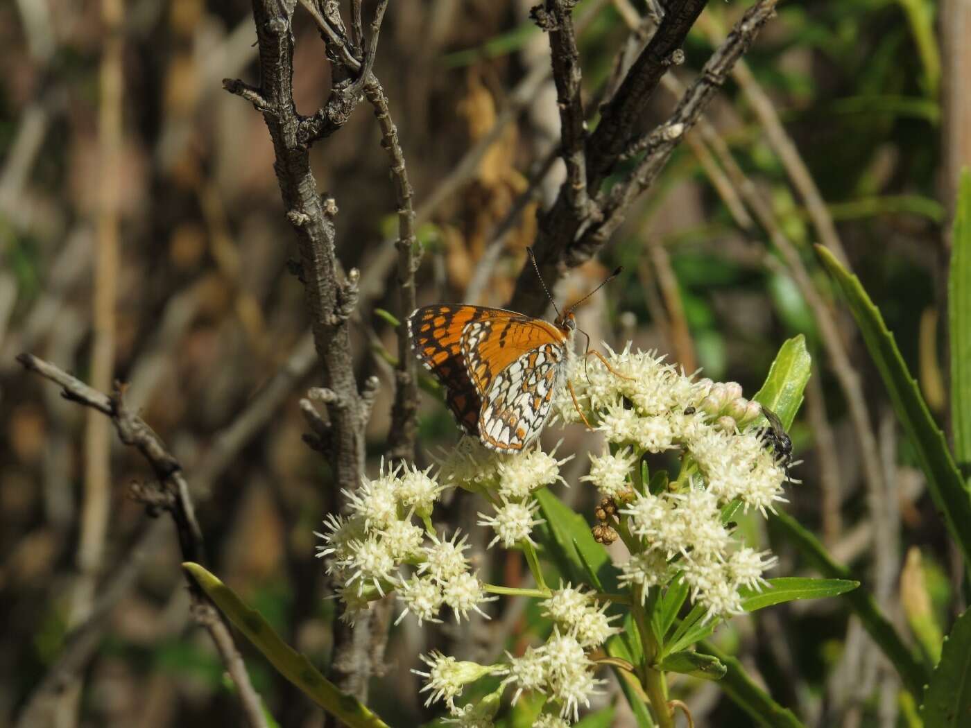 Image of Sagebrush Checkerspot