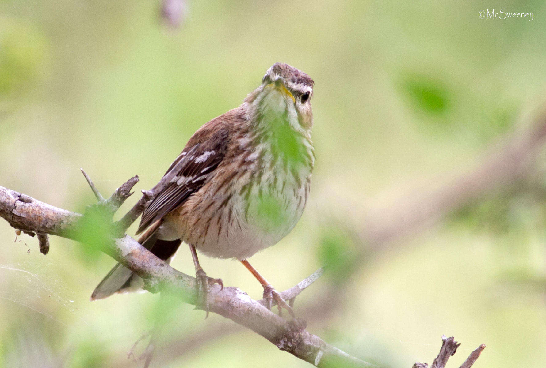 Cercotrichas leucophrys leucophrys (Vieillot 1817)的圖片