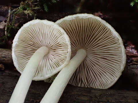 Sivun Psathyrella spintrigera (Fr.) Konrad & Maubl. 1949 kuva