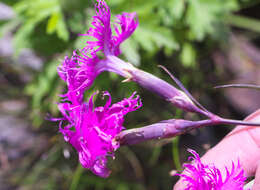 Image of Dianthus superbus subsp. superbus