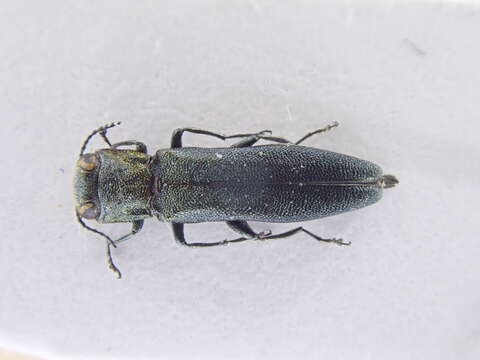 Image of Agrilus angustulus (Illiger 1803)