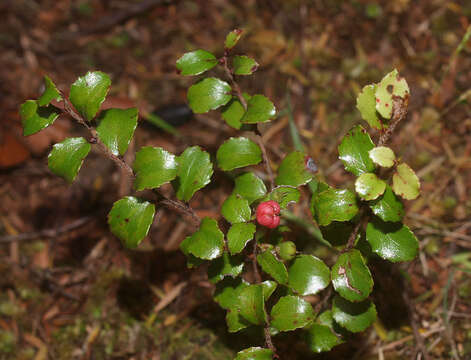 Image of Gaultheria antipoda Forst. fil.