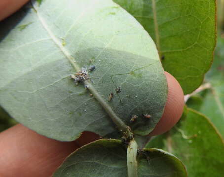 Image of Blue gum psyllid