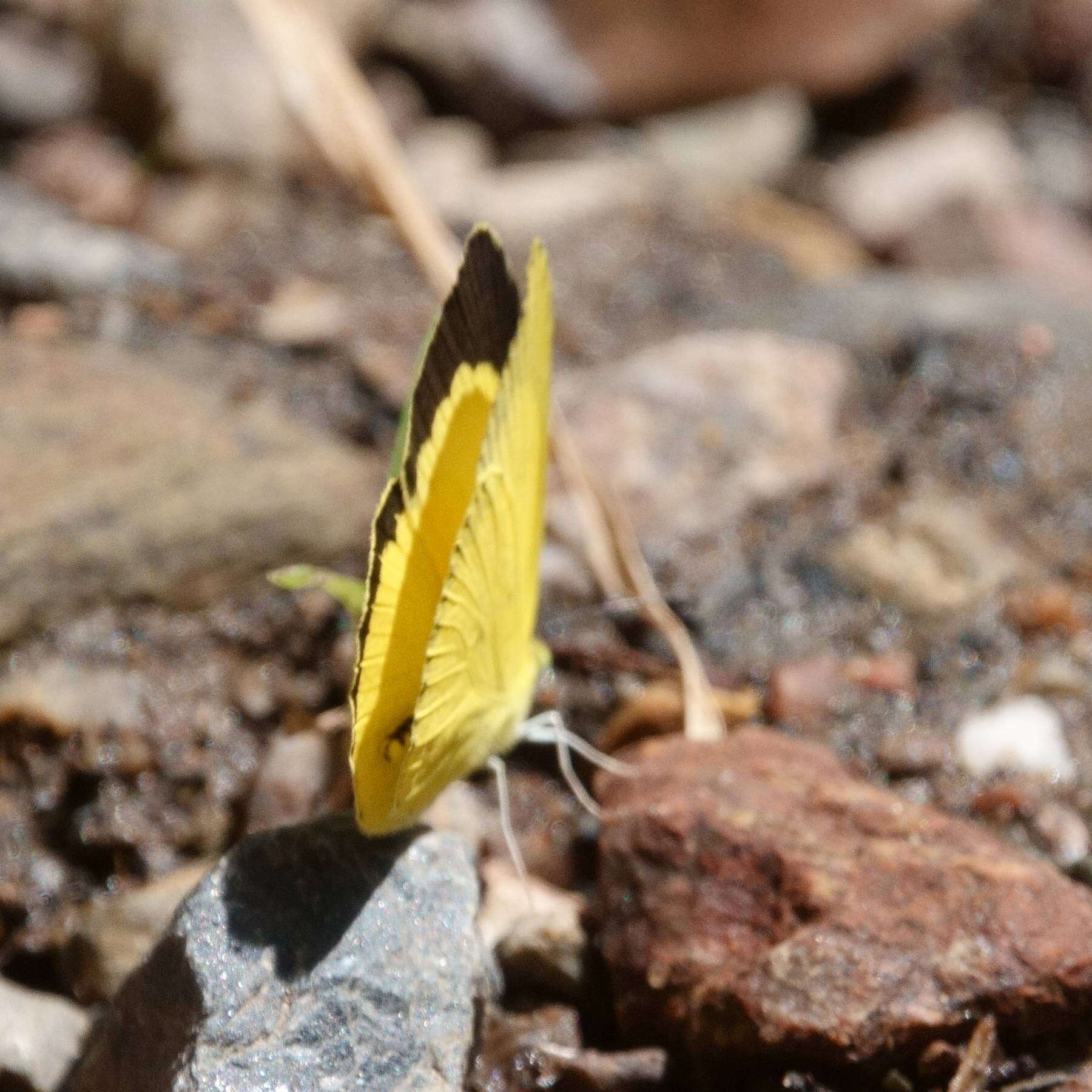 Eurema brigitta (Stoll (1780)) resmi