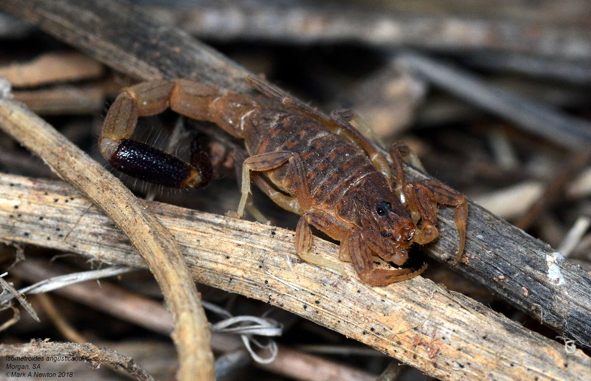 Image of <i>Isometroides angusticaudus</i>