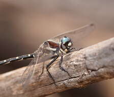 Image of Mountain Tigertail