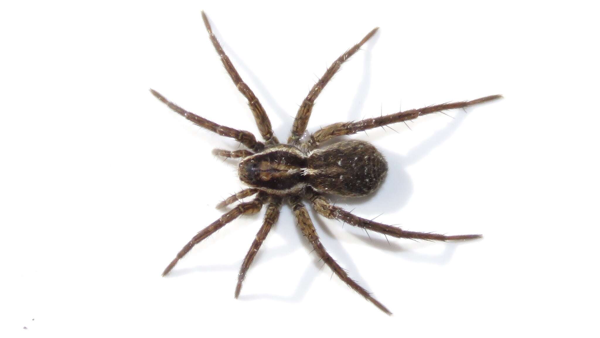 Image of Pardosa modica (Blackwall 1846)