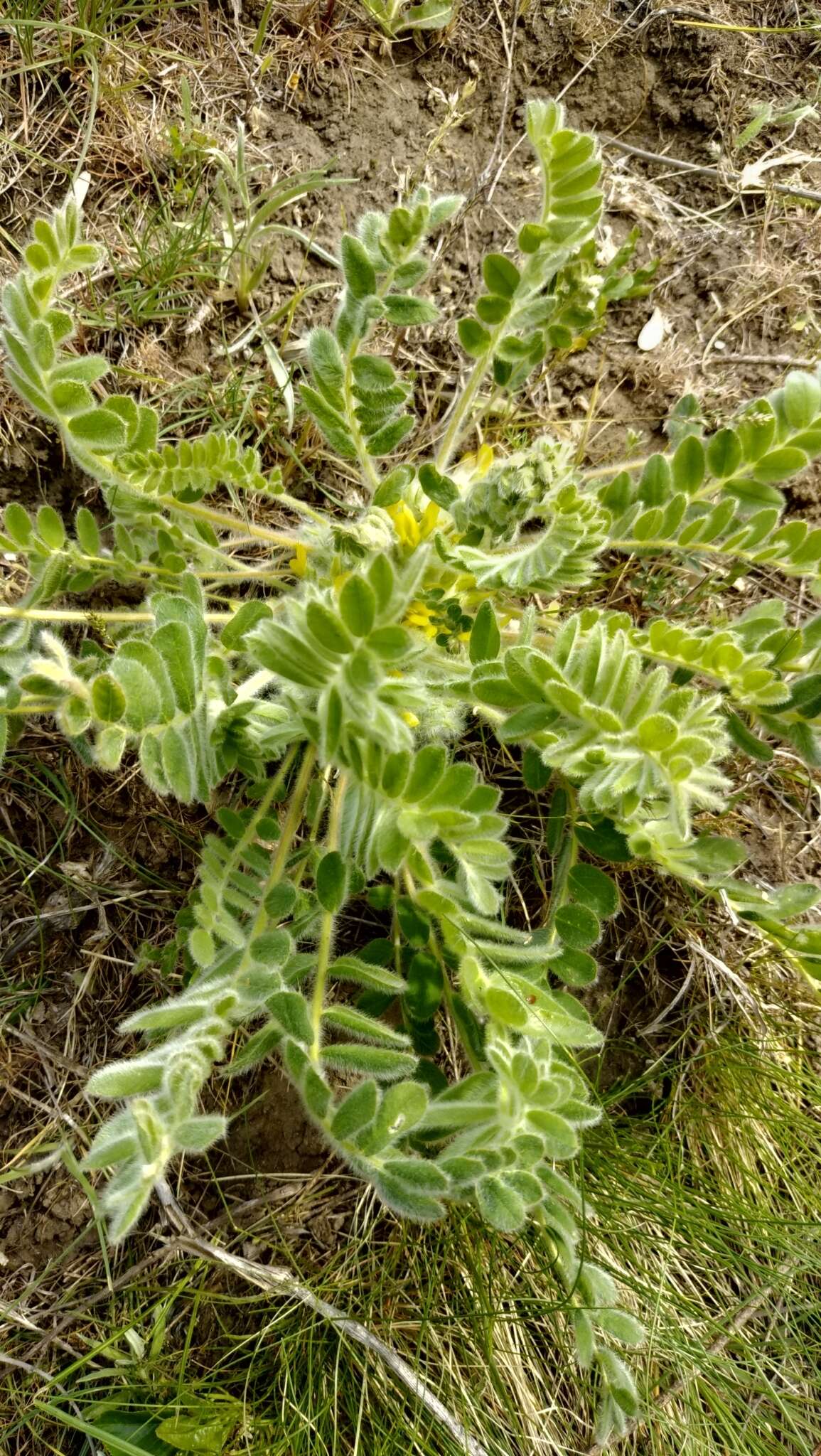 Image de Astragalus exscapus subsp. pubiflorus (DC.) Soó