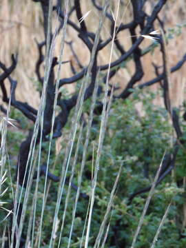 Imagem de Elymus glaucus subsp. glaucus