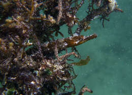 Image of Ladder pipefish