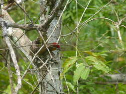 Image of Scarlet-crowned Barbet