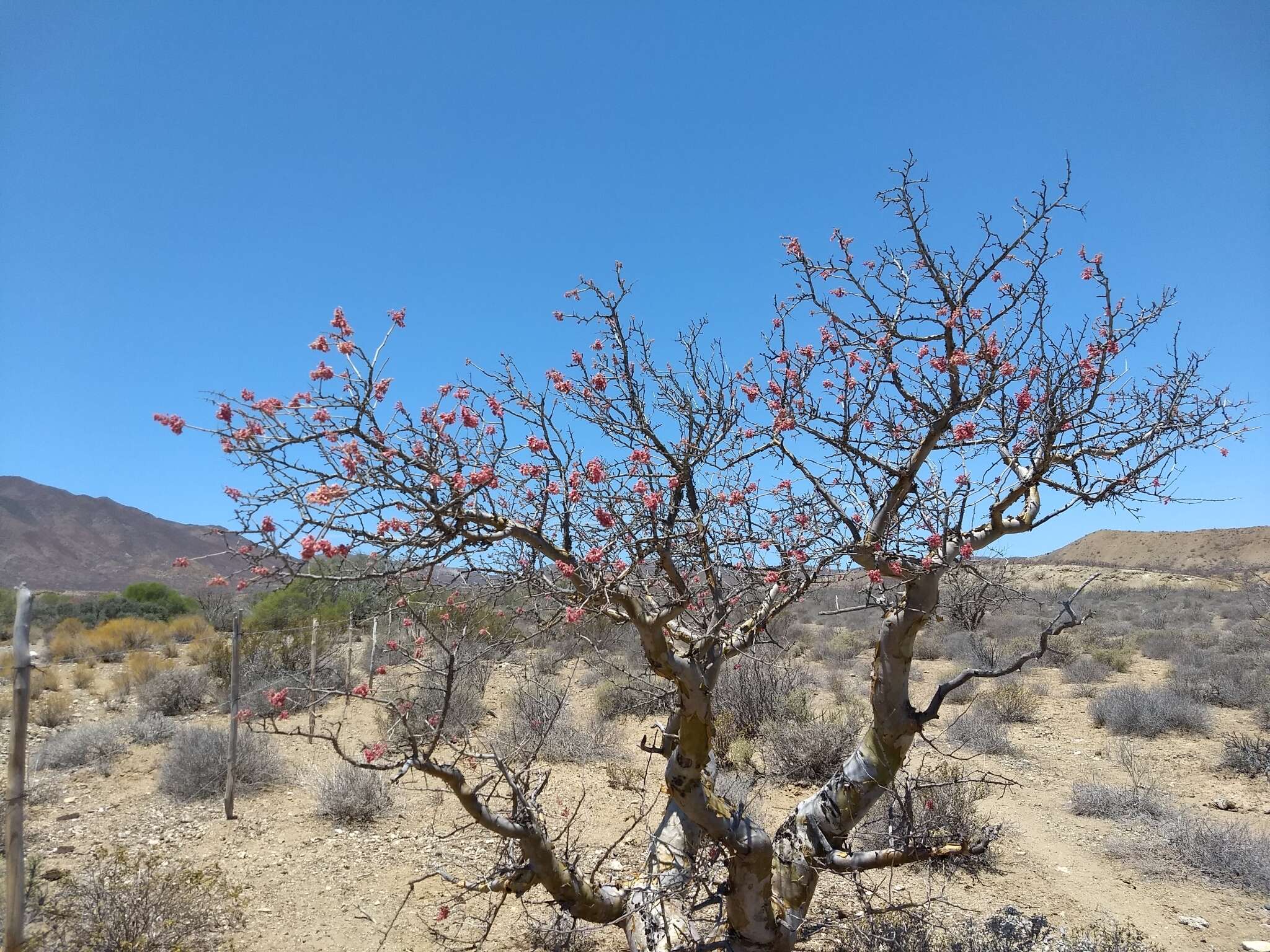 Image of elephant tree