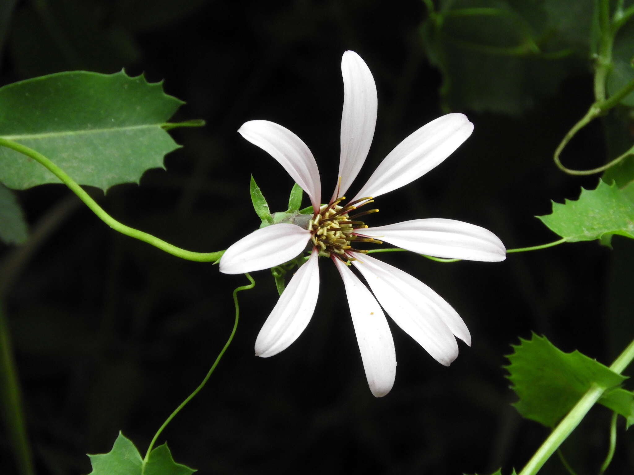 Image of Mutisia spinosa Ruiz & Pav.