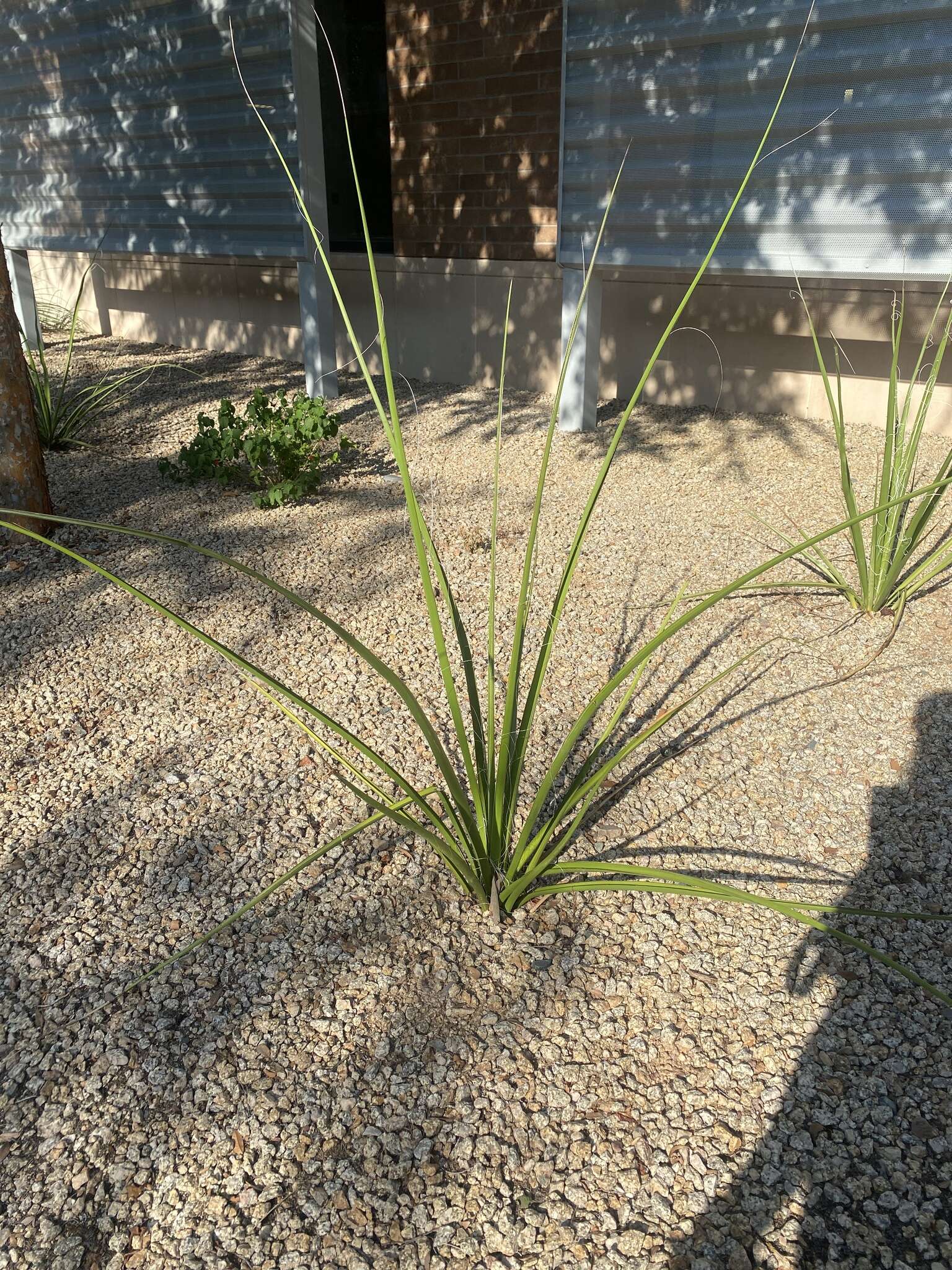 Image de Hesperaloe funifera (K. Koch) Trel.