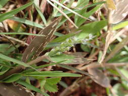 Image of Brachiaria subrostrata A. Camus