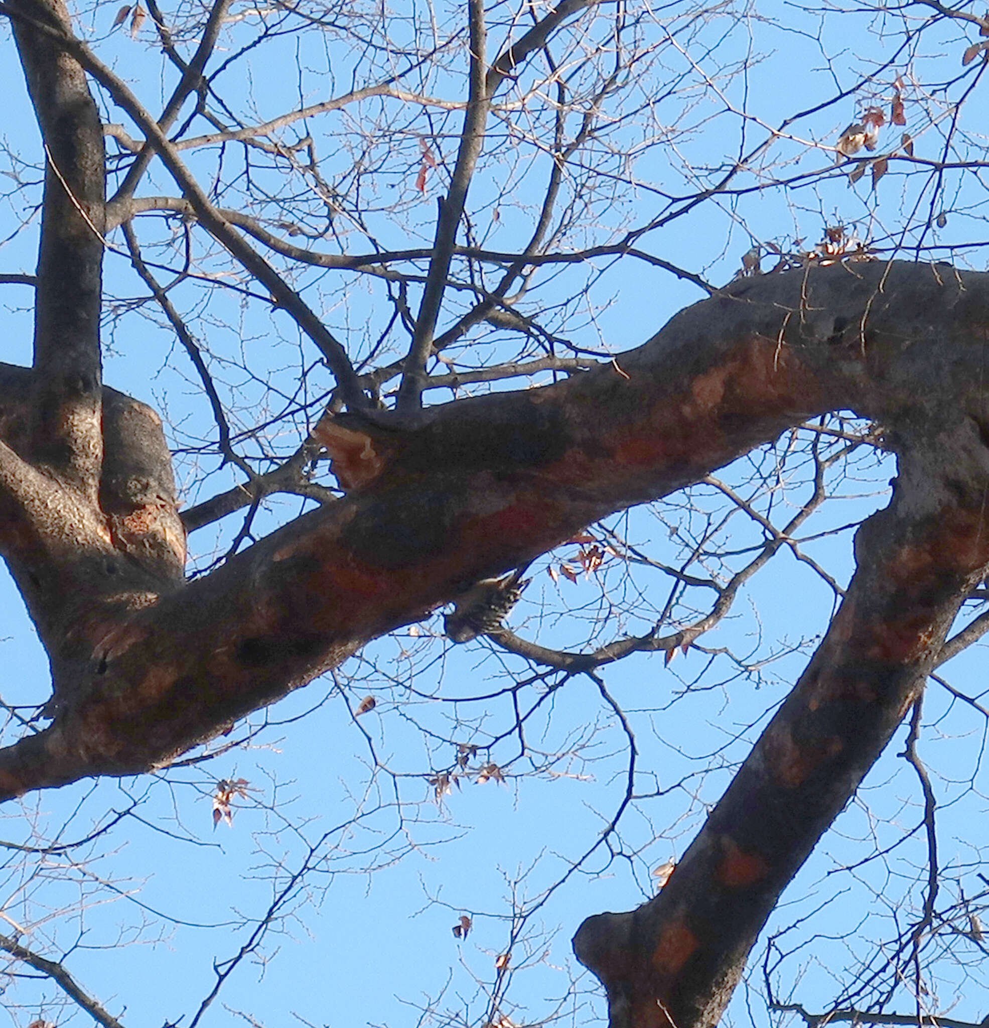 Image of Japanese Pygmy Woodpecker