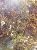 Image of Whip Broom Moss