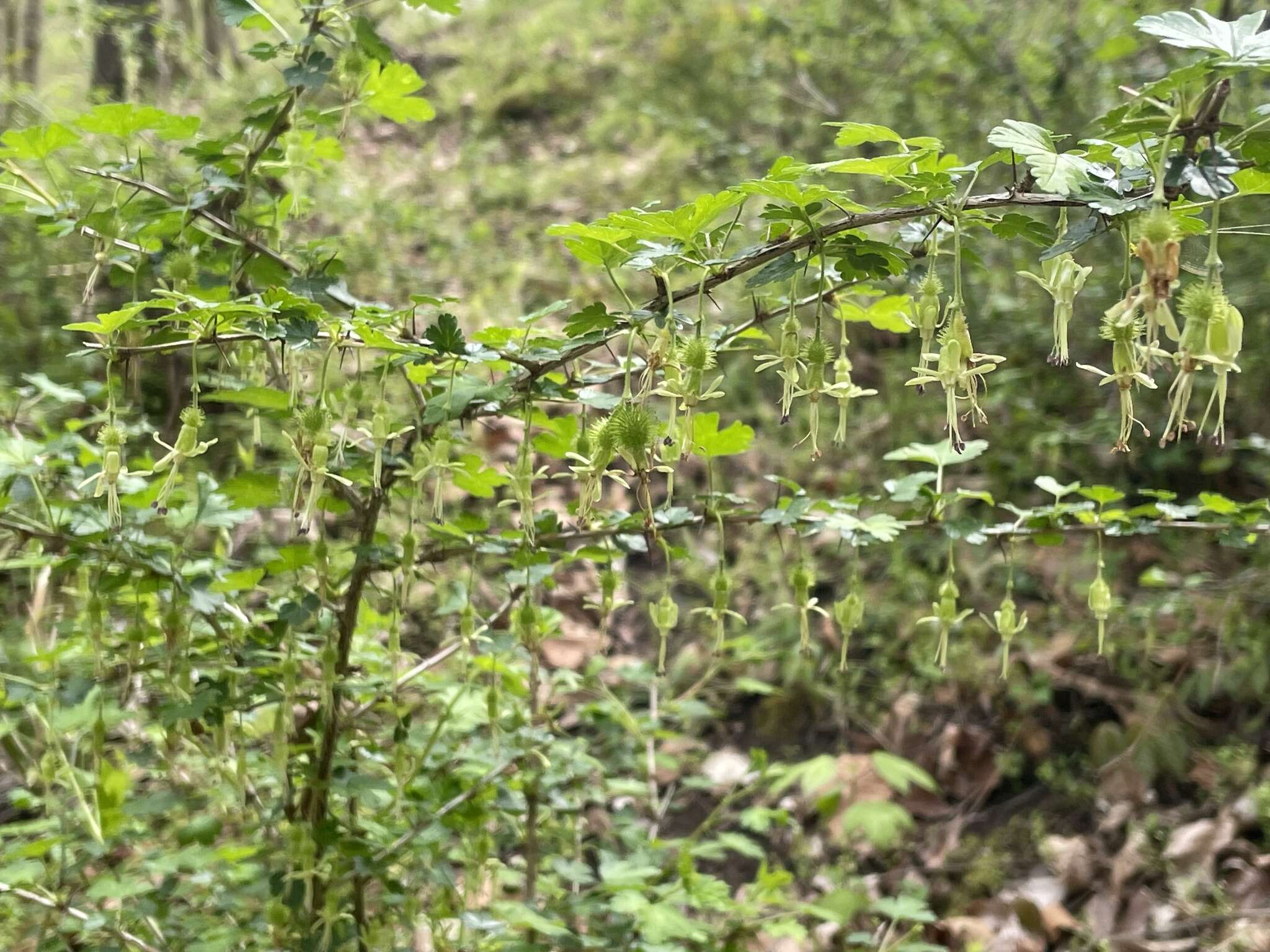 Image of Miccosukee gooseberry