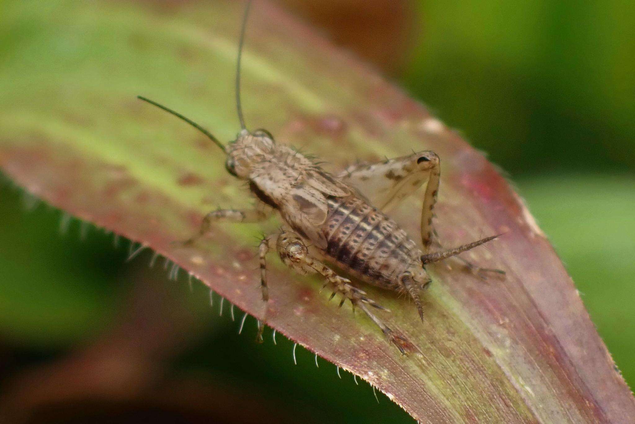 Слика од Polionemobius taprobanensis (Walker & F. 1869)