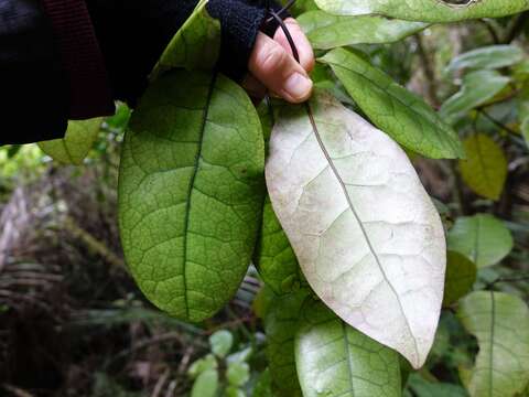 Image of Litsea calicaris (A. Cunn.) Benth. & Hook. fil. ex Kirk