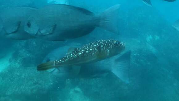 Image of Hong Kong Pufferfish