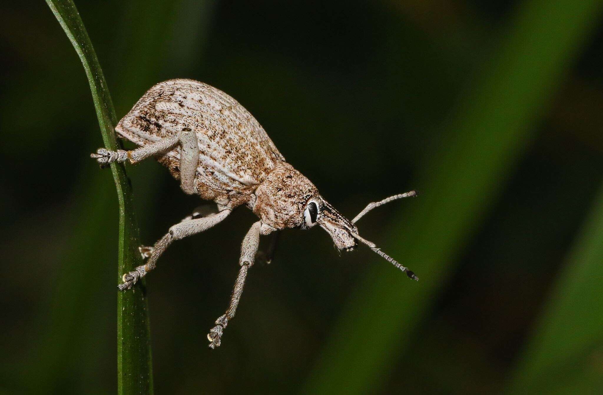 Image of Leptopius robustus (Olivier 1807)