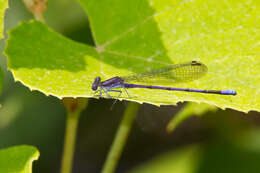 Image of Variable Dancer