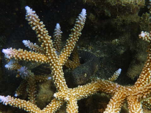 Image of Reef shallows seasnake