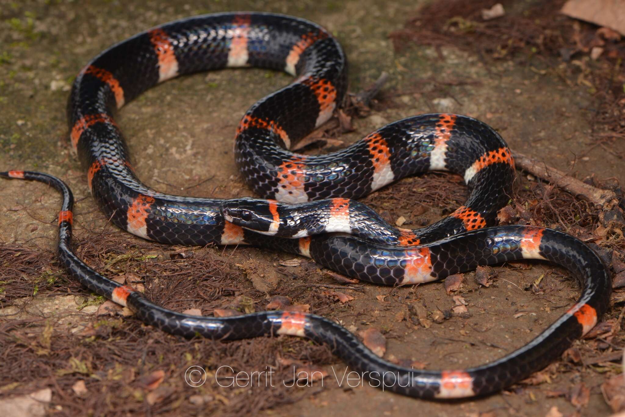 Image of Black Halloween Snake