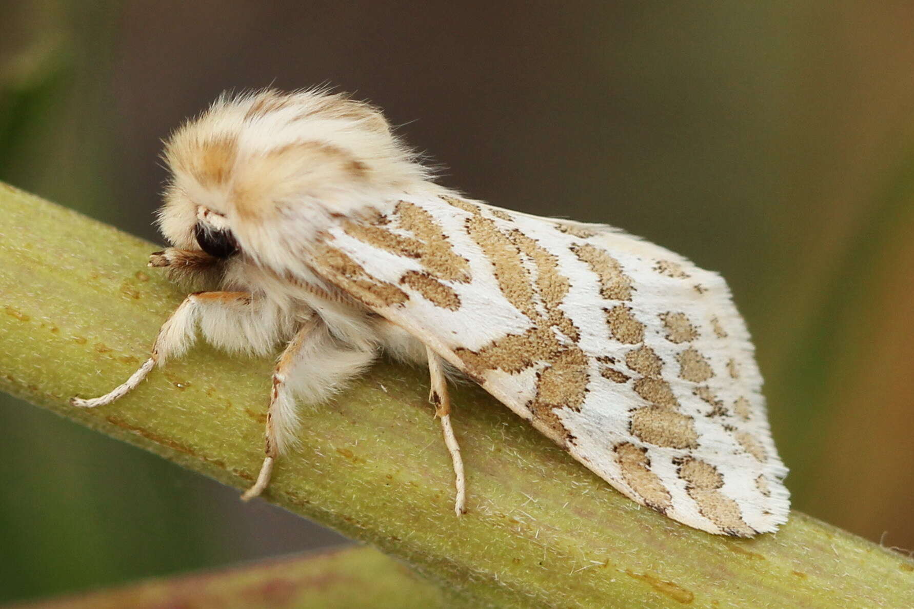 Plancia ëd Lacydes spectabilis (Tauscher 1806)