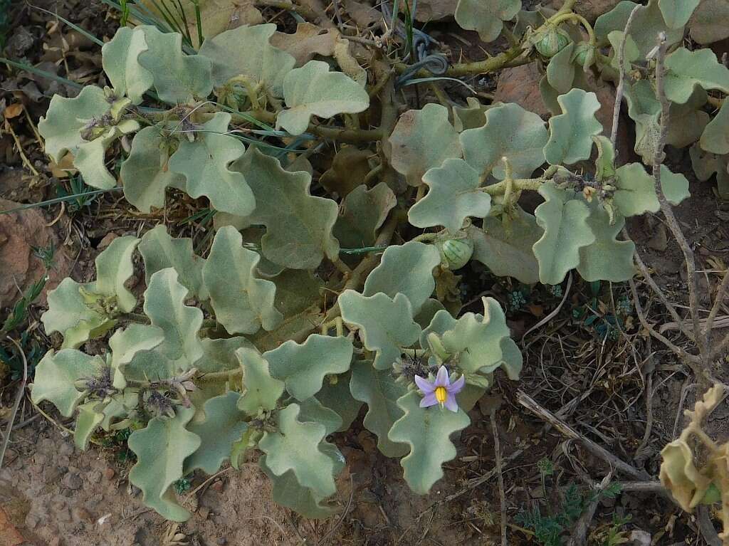 Image of Solanum tomentosum L.