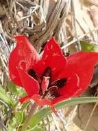 Image of Tulipa systola Stapf