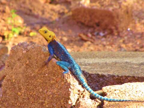 Image of Kirk's Rock Agama