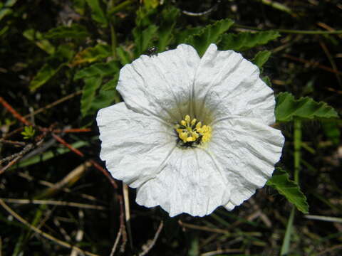 Imagem de Monsonia emarginata L'Her.