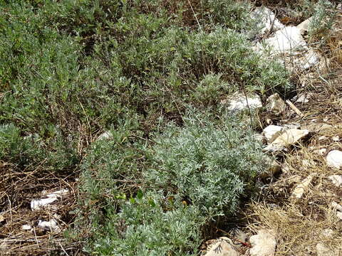 Image de Seriphidium caerulescens subsp. caerulescens