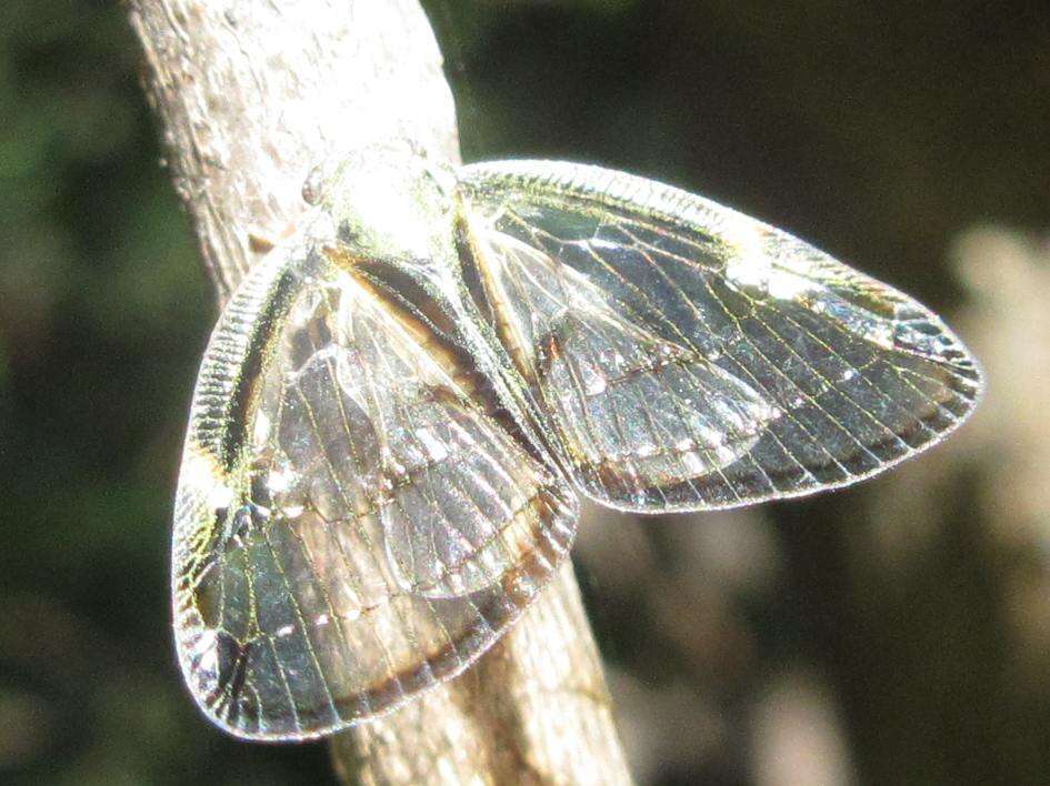 Image of Euricania facialis (Walker 1858)