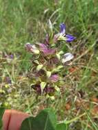 Imagem de Psoralea cuspidata Pursh