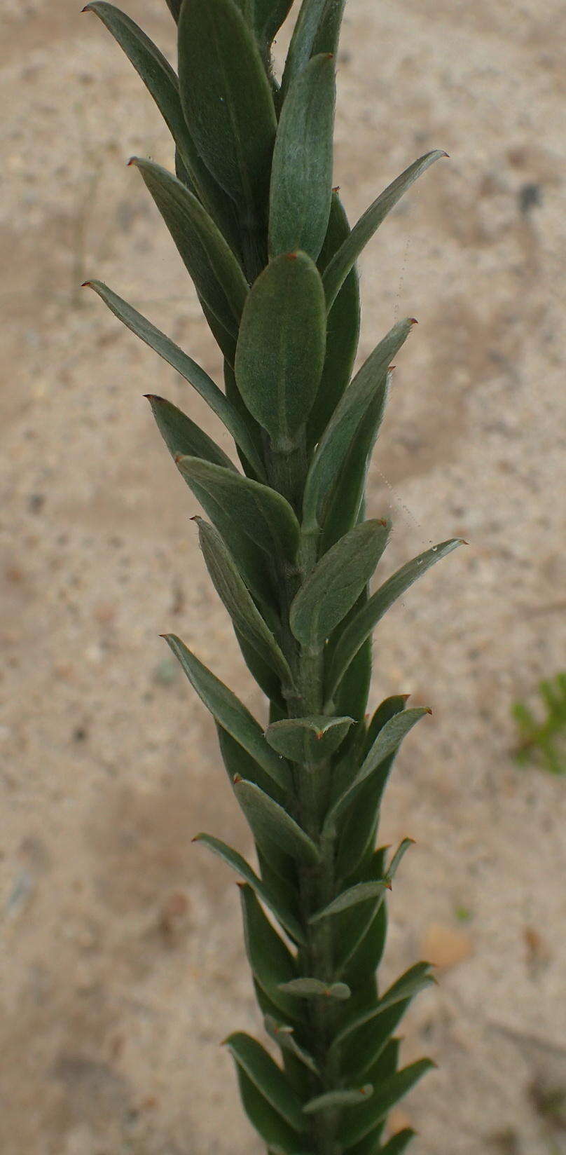 Image of Schistostephium umbellatum (L. fil.) K. Bremer & C. J. Humphries