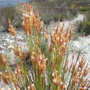 Image of Elegia spathacea Mast.