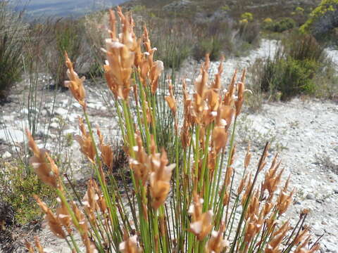 Image of Elegia spathacea Mast.