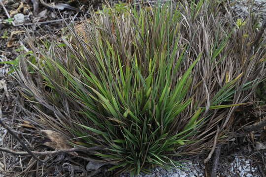 Plancia ëd Lepturus repens (G. Forst.) R. Br.