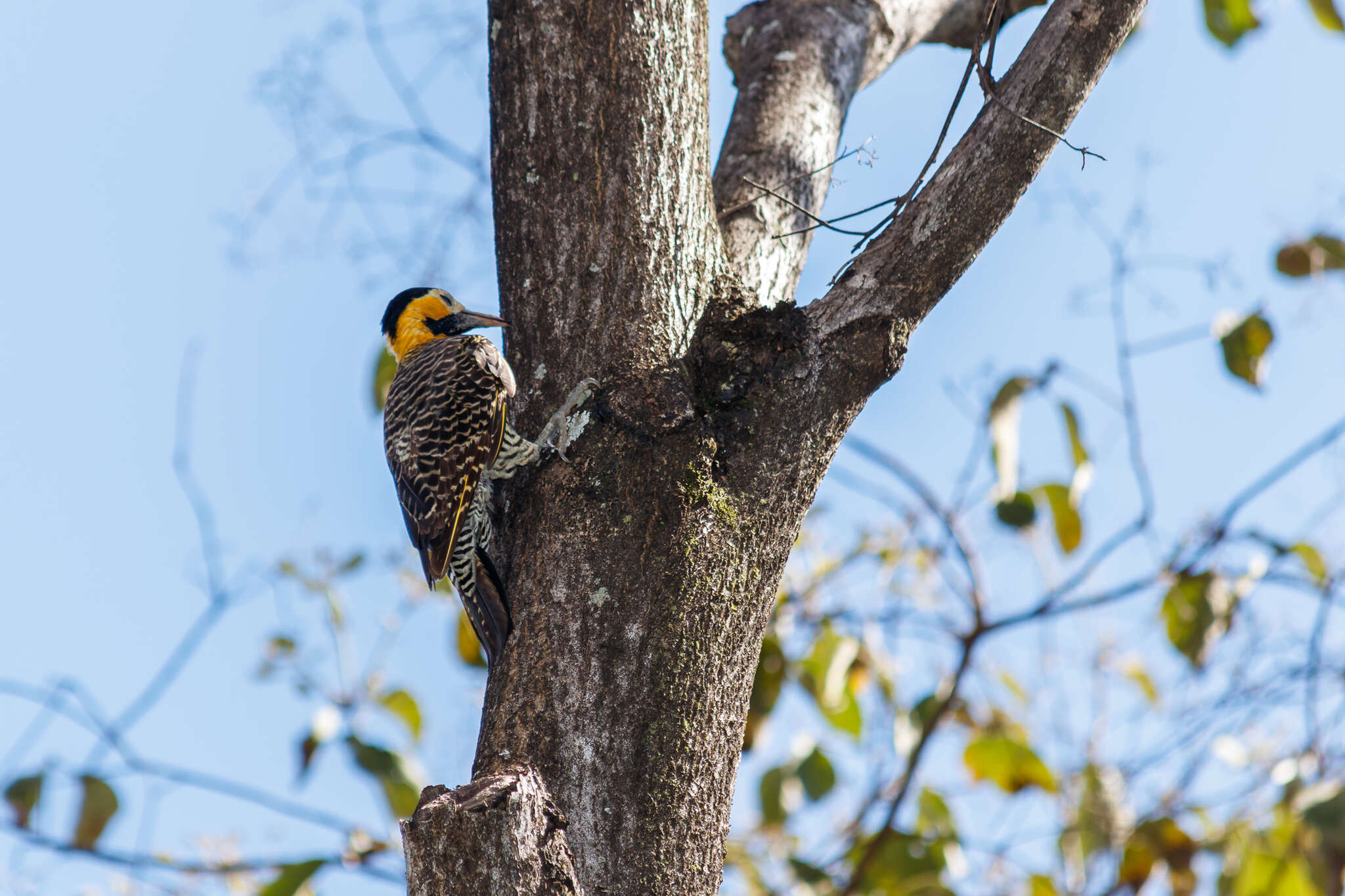 Sivun Colaptes campestris campestris (Vieillot 1818) kuva