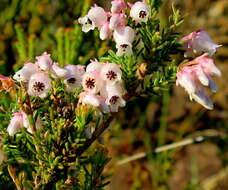 Image of Erica glomiflora var. glomiflora