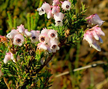 Image of Erica glomiflora var. glomiflora