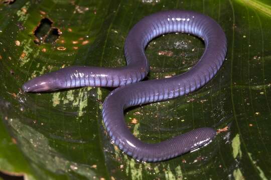 Image of Slender Caecilian