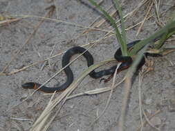 Image of Diadophis punctatus amabilis Baird & Girard 1853