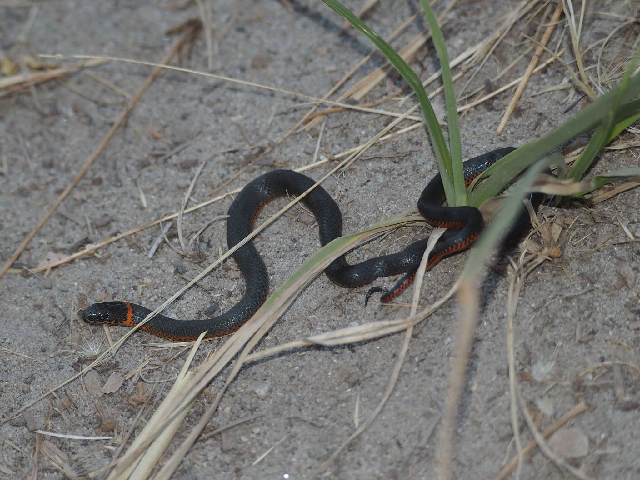 Image of Diadophis punctatus amabilis Baird & Girard 1853