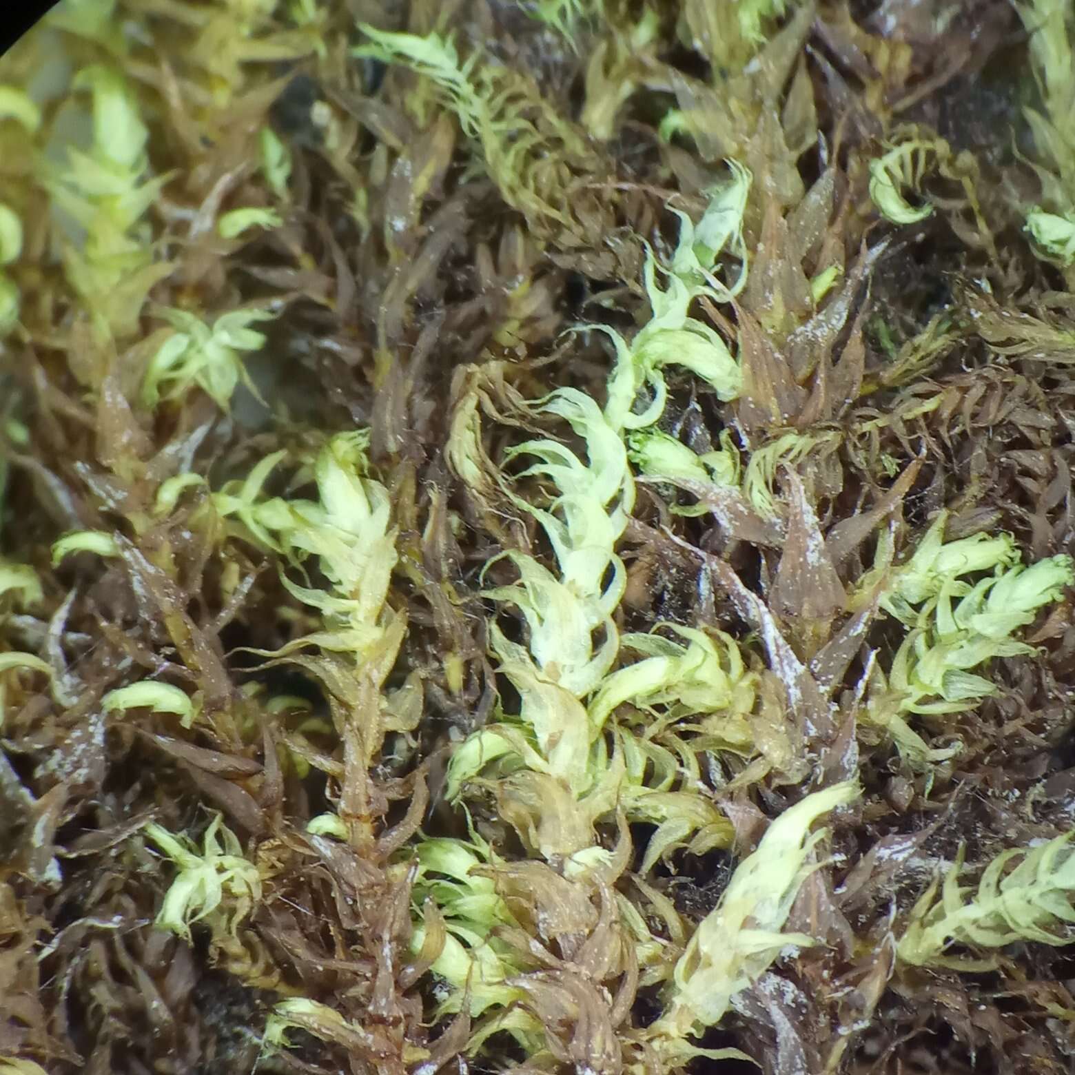 Image of Fern-leaved Hook Moss